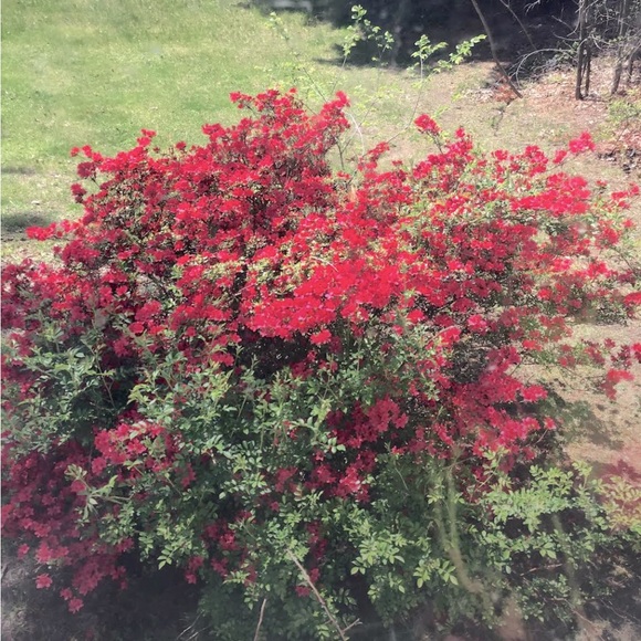 Happy Spring! - Picture 2 of 2